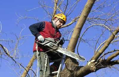 Elagage et soin des arbres