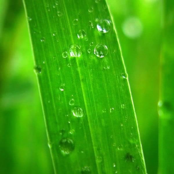 developpement-durable-leaf developpement-durable-leaf