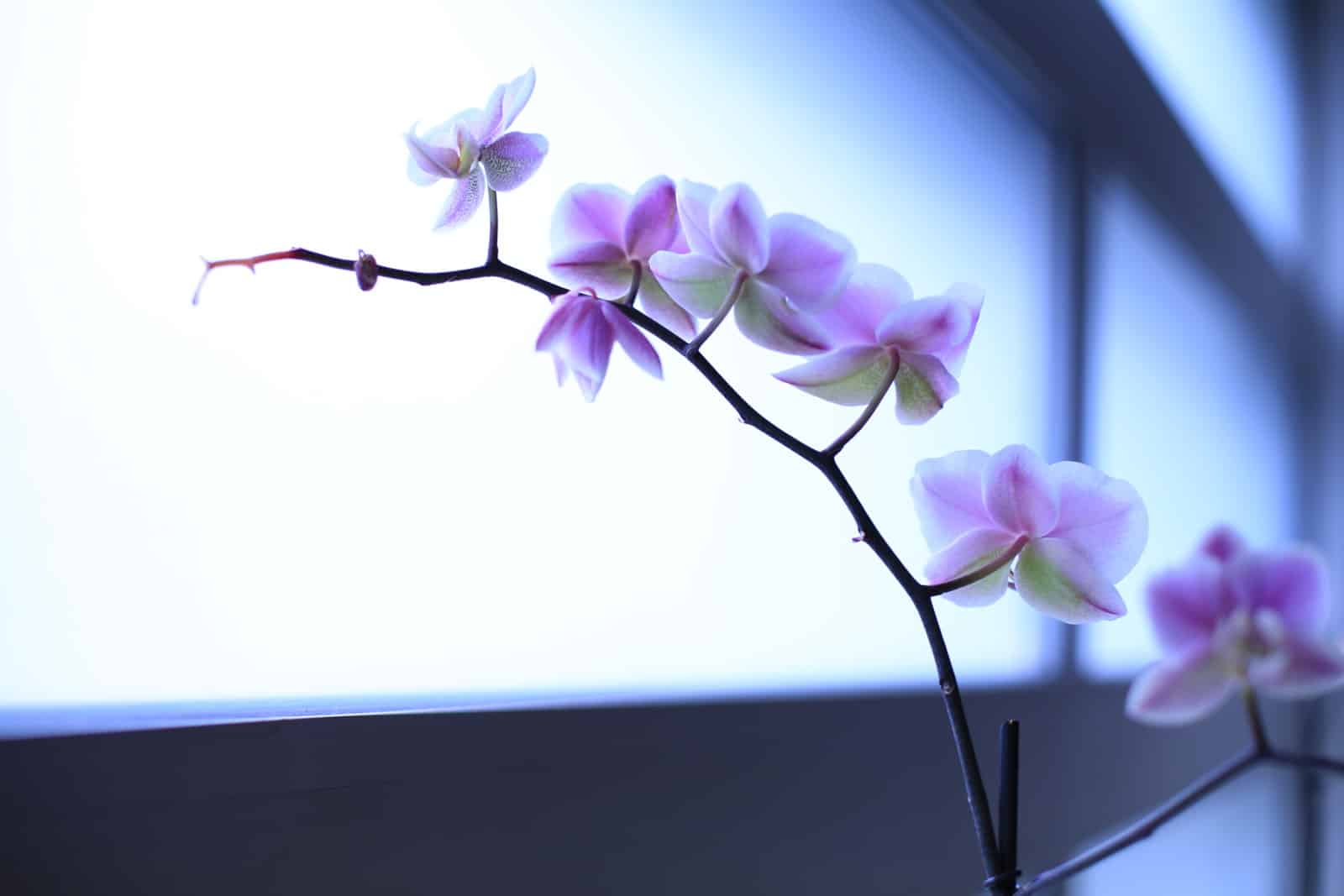 location e plantes et d'orchidées pour les entreprises