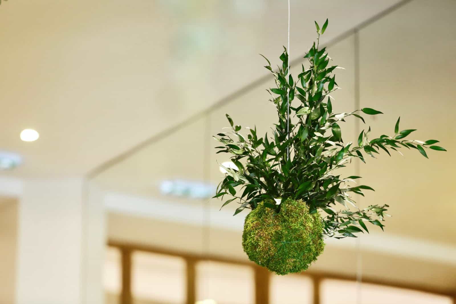 kokedama en entreprise : design végétal par Green Decor